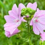 Surrande sommaräng normal innehåller bland annat örten Myskmalva