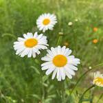 Surrande sommaräng från alnarp Cleanwater med Bland annat Prästkrage, är insamlad och förädlad i Sverige.
