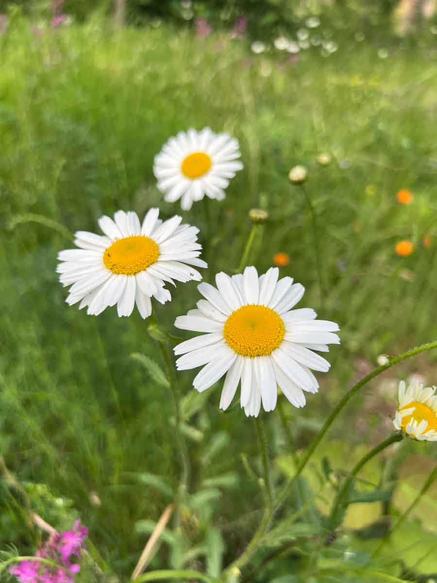 Surrande sommaräng från alnarp Cleanwater med Bland annat Prästkrage, är insamlad och förädlad i Sverige.