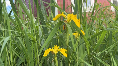 Svärdslilja närbild Bioreningsverk