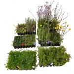 Surrande sommaräng pluggplantor att plantera en egen sommaräng med.