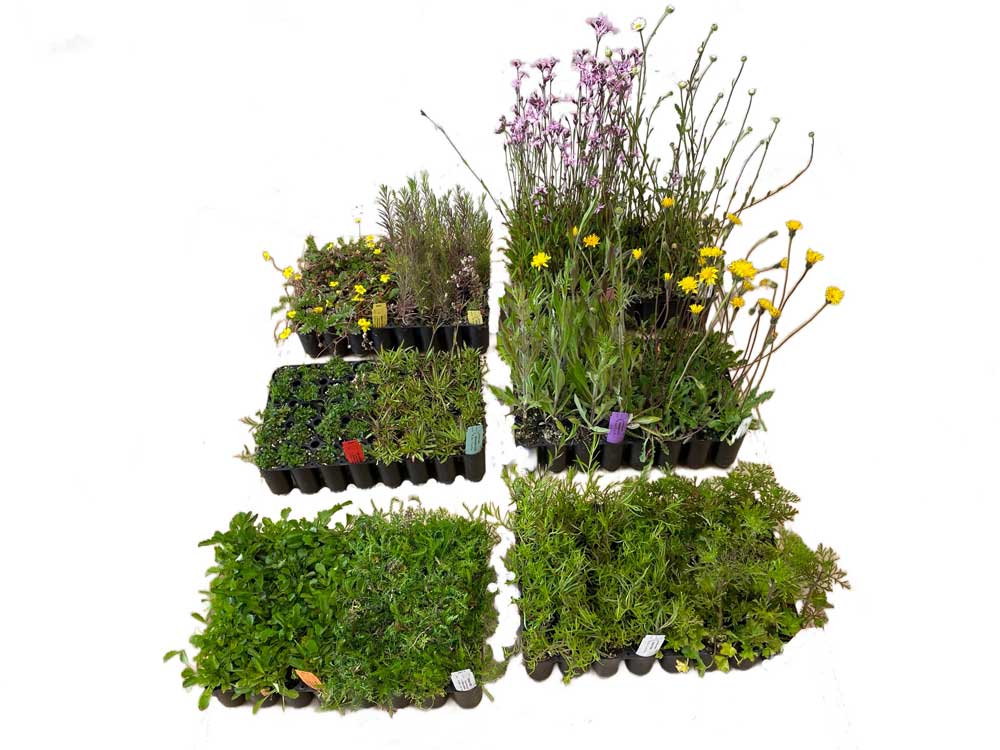 Surrande sommaräng pluggplantor att plantera en egen sommaräng med.